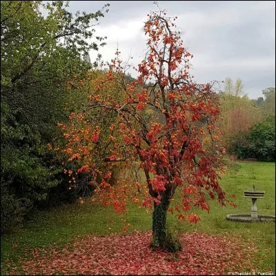 Quel est le fruit du plaqueminier (en photo) ?