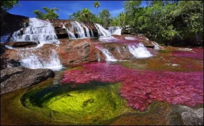 Le Caño Cristales (en photo) est un affluent du rio Guayabero, situé dans le parc national de la Macarena. Dans quel pays d'Amérique du Sud, frontalier du Brésil, peut-on l'admirer ? 
Vidéo à voir !
