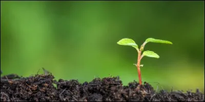 Qu'est-ce qu'une plante vivace ?