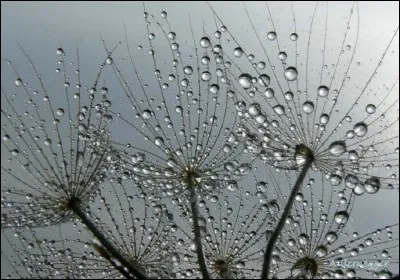 Quelle est la chose à faire, au début de l'hiver, pour le papyrus ?