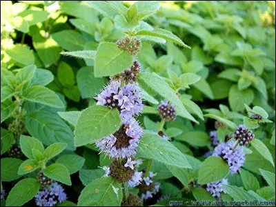 Qui chante "Couleur menthe à l'eau" ?