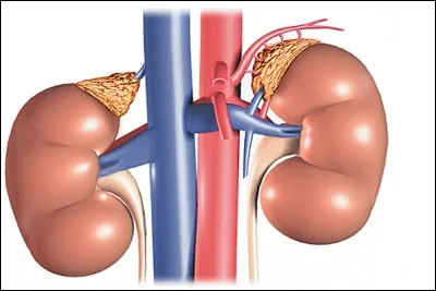 Chez l'homme, comment appelle-t-on les glandes endocrines situées au-dessus des reins ?