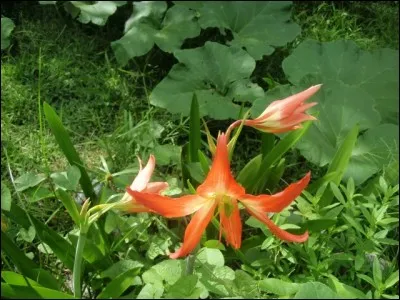De ces trois pays, l'un a une fleur comme emblème national !