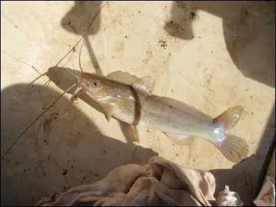De ces trois pays, l'un a un poisson comme emblème national !