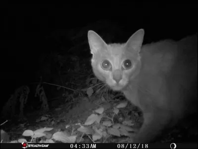 De ces trois chats sauvages, l'un vit en Asie !