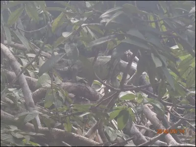 Trouvez l'animal camouflé sur la photo !