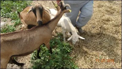 Trouvez le titre d'un film dont Pierre Richard et Gérard Depardieu sont les vedettes !