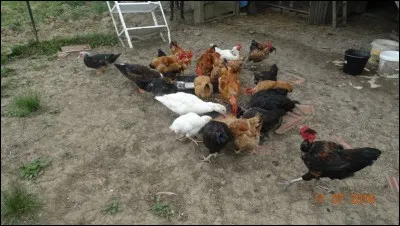 Le 10 avril 2004, une nouvelle émission de télé réalité fait son apparition sur TF1 !