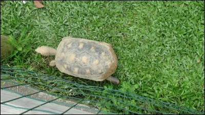 Trouvez le titre d'un film d'animation dont une tortue est la vedette ?