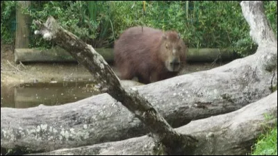 De ces trois félins, l'un est un prédateur de l'animal de la photo !