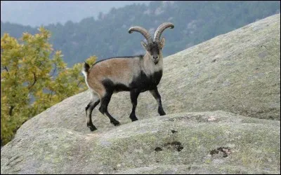 Quel est cet animal ?