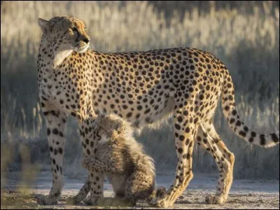 Quel est le statut du guépard sur la liste de l'Union internationale pour la conservation de la nature ?