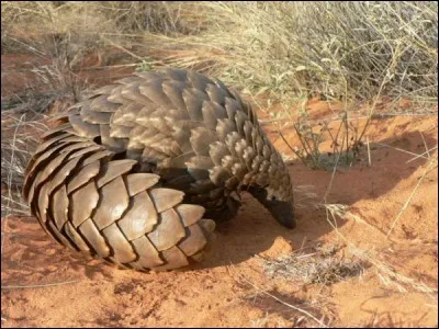 Que mangent les pangolins ?