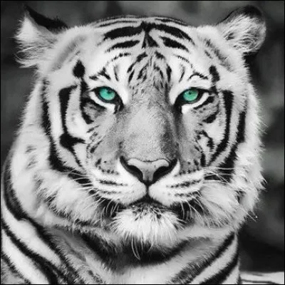 Qui chantait "Tiger" en 1968 ?