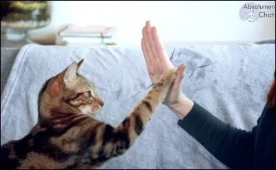 "Quoi de neuf Pussycat" est un film dont le scénario est signé Woody Allen.