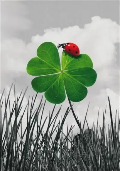 Dans le domaine de la superstition, que faut-il faire si une coccinelle se pose sur votre bras ?