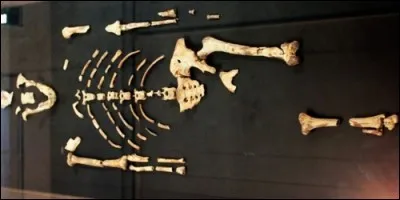 Comment se nomme ce célèbre squelette découvert à Hadar, sur les bords de la rivière Awash ?