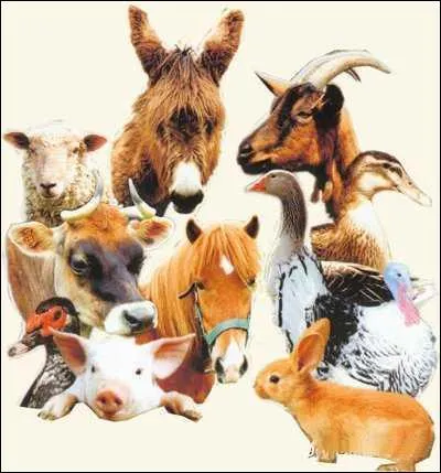 O les animaux sjournent-ils lors d'une stabulation ?