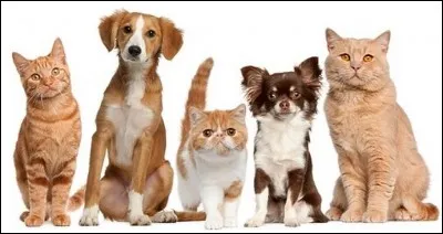 Qui a écrit "Les Contes du Chat-Perché" ?