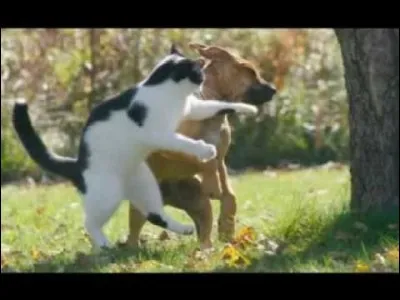 Un chien que vous nourrissez et abreuvez pensera que vous êtes Dieu, si vous faites la même chose à un chat, ...