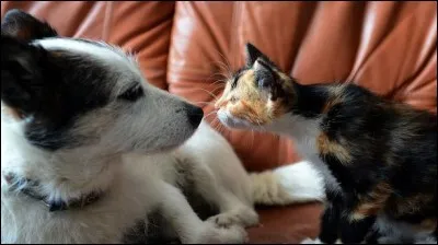 Perle du bac : Jules César ...