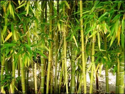 Quel est l'aliment principal consommé par le panda géant ?