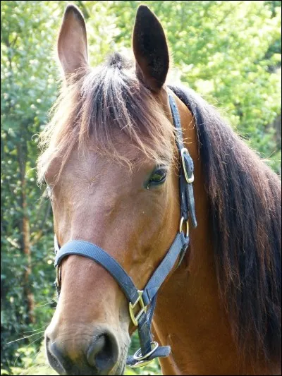 Quand les oreilles du cheval sont droites, on dit qu'il est...