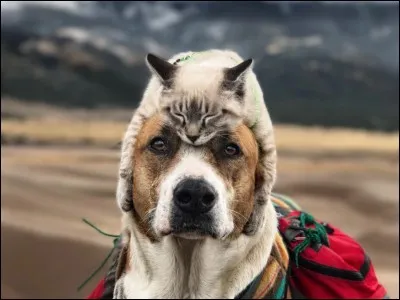 Ton activité préférée serait...