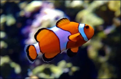 Quel est l'organe de respiration des poissons et de la plupart des animaux aquatiques ?