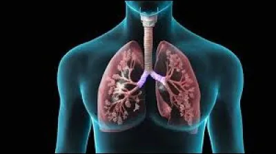 Lequel de ces termes signifie ''en rapport avec les poumons" ?