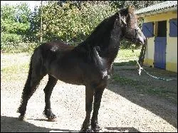 Combien mesure-t-il au maximum ?