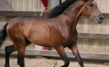 Quiz Galop 1