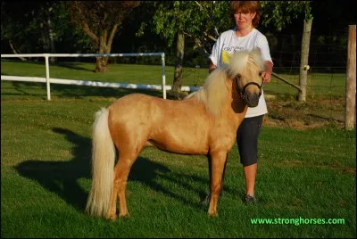 Quelle est la race de ce poney/cheval ?