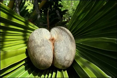 Qu'est-ce que le coco-fesses ?