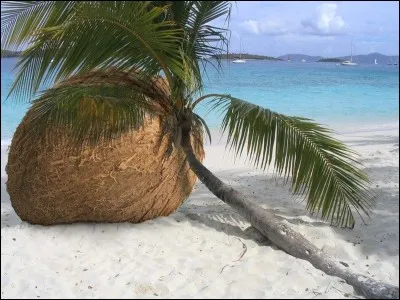 Selon un proverbe africain : "Qui avale une noix de coco fait confiance à...".