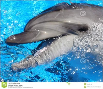 De quelle famille le dauphin fait-il partie ?