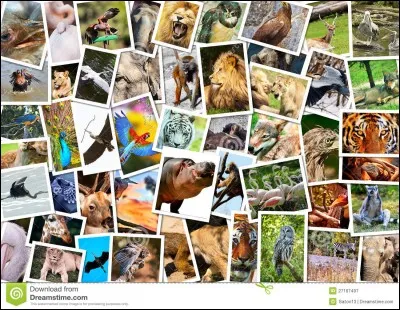 Les animaux ont comme nous...