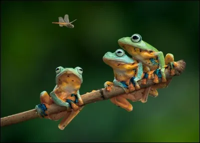 La grenouille fait partie de la famille des...