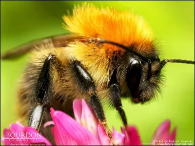 La guêpe est la femelle du bourdon.