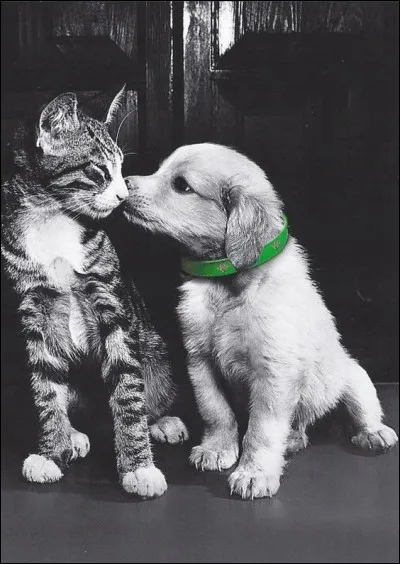 Combien d'animaux (environ) sont abandonnés en France, chaque année ?