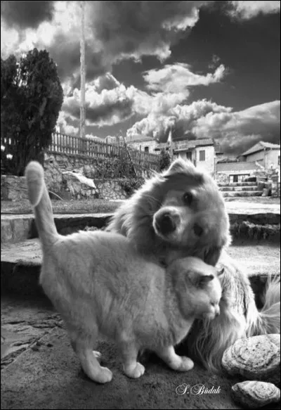 En droit français l'abandon sauvage d'un animal est classé parmi les actes :