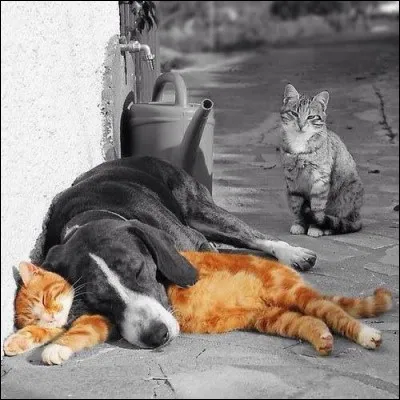 Quelle peine est encourue par un propriétaire abandonnant son animal (sauf s'il l'abandonne à la SPA) ?