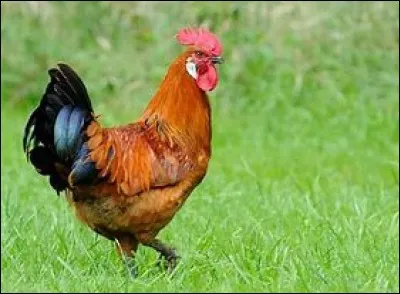 Quel est cet animal ?