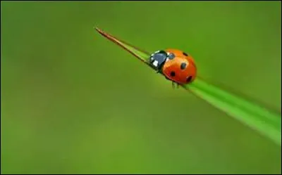 Quel est cet animal ?