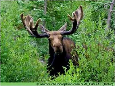 Quel est cet animal ?