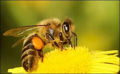 Quel est cet animal ?