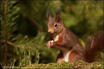 Quel est cet animal ?