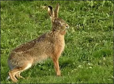 Quel est cet animal ?