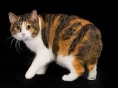 Quelle est cette race ?