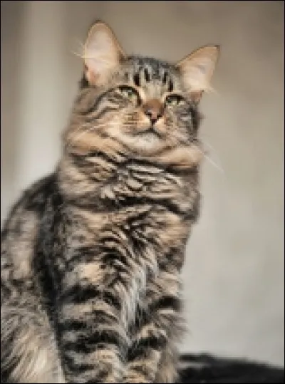 Quelle est cette race ?